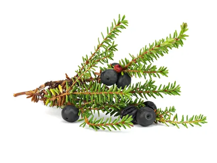 Frosin krækiber 3,5kg mynd 1